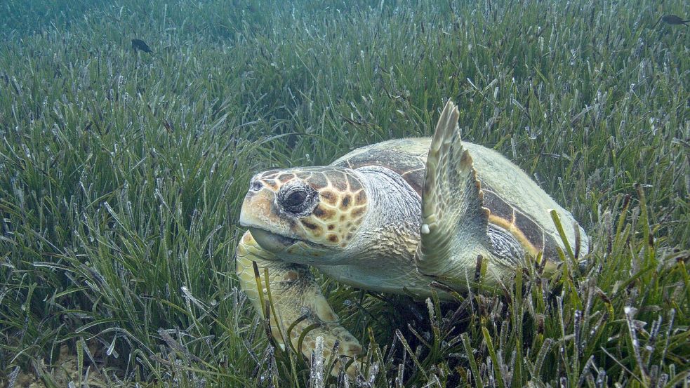 Die Population der Unechten Karettschildkröte erholt sich im Mittelmeer. (Handout) Foto: Philipp Kanstinger/WWF/dpa