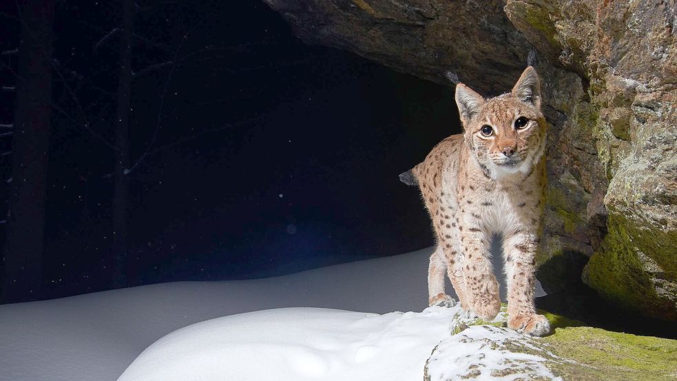 Der Eurasische Luchs erhält durch Auswilderungen in Baden-Württemberg und durch ein 2024 neu gestartetes Projekt in Thüringen neuen Zuwachs. (Handout) Foto: Julius Kramer/WWF/dpa