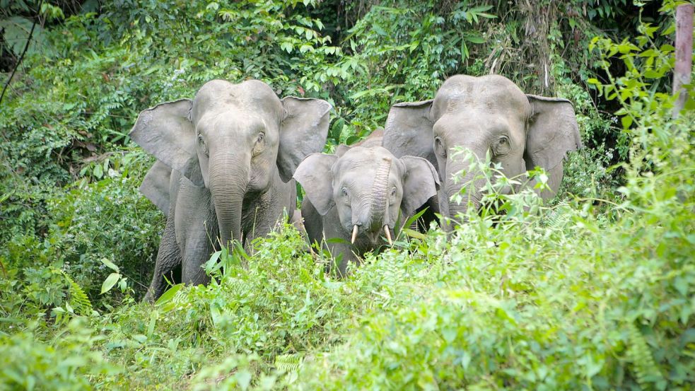 Von der kleinsten Unterart des Asiatischen Elefanten, den Borneo-Elefanten, leben nur noch rund tausend Tiere in freier Wildbahn. (Handout) Foto: Christy Williams/WWF/dpa