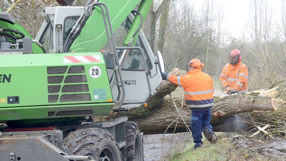 Für die Flurbereinigung in der Krummhörn müssen Pappeln gefällt werden. Foto: Archiv