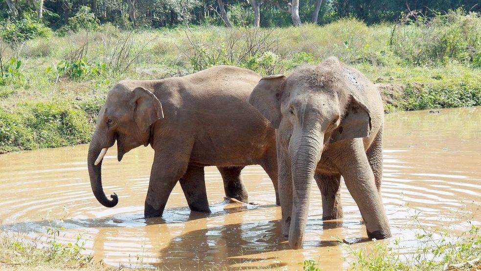 Der Lebensraum für die Elefanten schwindet auch in Thailand. (Archivbild) Foto: Carola Frentzen/dpa