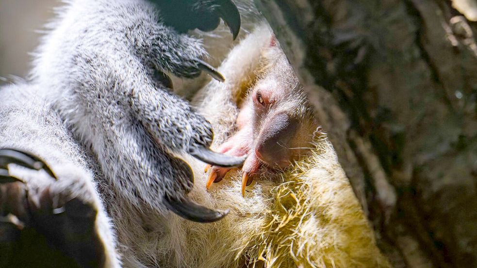 Koala-Nachwuchs in Duisburg: Das Jungtier schaut vorsichtig aus dem Beutel. Foto: Mathias Appel/Zoo Duisburg /dpa