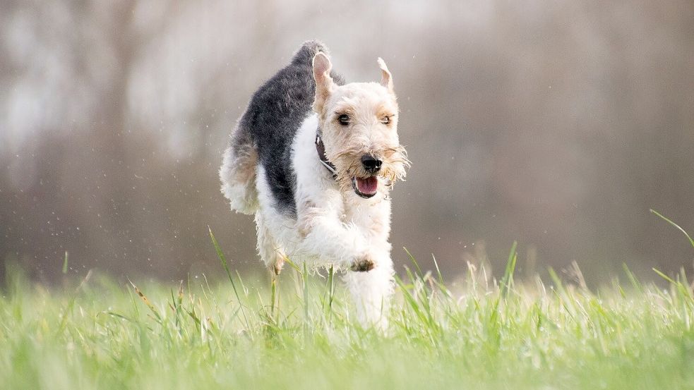 Ist der Traum vom freien Toben am Ottermeer für Hunde in Wiesmoor durch den aktuellen Streit bedroht? Foto: Pixabay