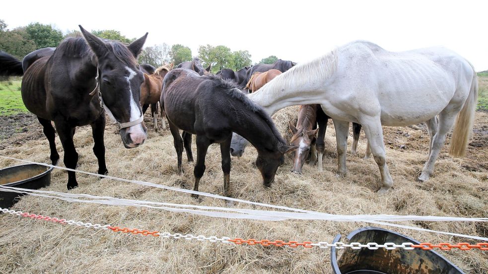 So sahen die Tiere im Oktober 2024 in Zwischenbergen aus. Spaziergänger hatten den Ballen damals aus Mitleid auf der Weide verteilt. Foto: Böning