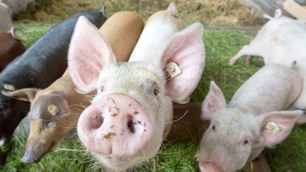 Schweinisch gut oder schweinisch schlecht? Das Leben in ländlichen Regionen Deutschlands. Ein Vergleich der Lebensverhältnisse in Ostfriesland und in strukturell ähnlichen Gebieten. Symbolfoto: arifoto UG/dpa