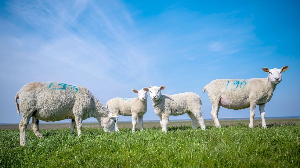 Das sind Aussichten! Schafe auf einem Deich in Neßmersiel im Landkreis Aurich dürften ein tierisch gutes Leben haben – sofern sie von keinem Wolf gerissen und von keinen Menschen verspeist werden. Foto: Sina Schuldt/dpa