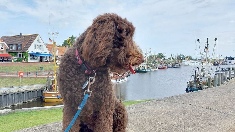 Mit dem Hund am Greetsieler Hafen entlangspazieren: Für viele Urlauber steht das ganz oben auf der To-do-Liste während ihres Aufenthalts. Foto: Hanssen