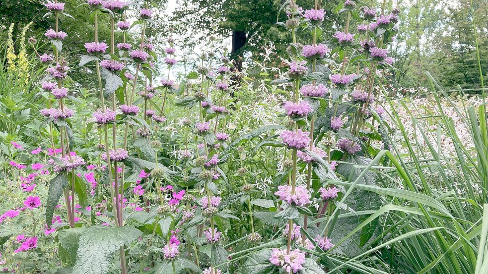 Lila blühendes Brandkraut (Phlomis tuberosa) Foto: Julia Kuhlmann