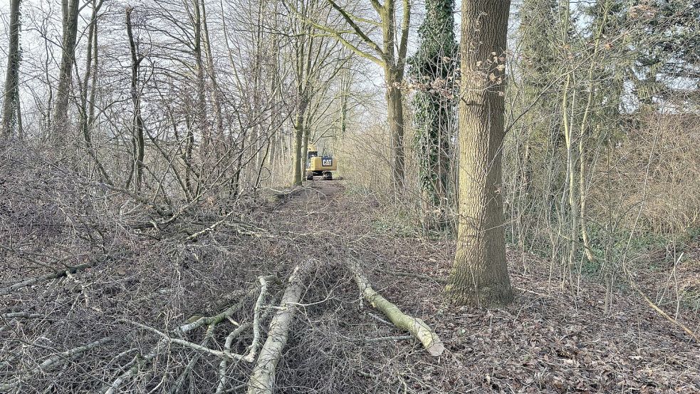 Abgesägte Bäume liegen auf dem Wanderweg des Nordufers. Der ist derzeit für Spaziergänger und Radfahrer aufgrund der Fällarbeiten gesperrt. Foto: Kruse