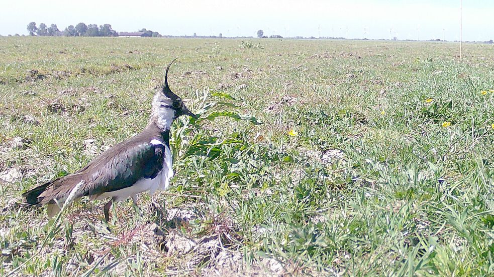 Mithilfe von Wildkameras konnte das Geschehen ann den Neststandorten von Kiebitzen und weiteren Wiesenvögeln genau dokumentiert werden. Foto: privat