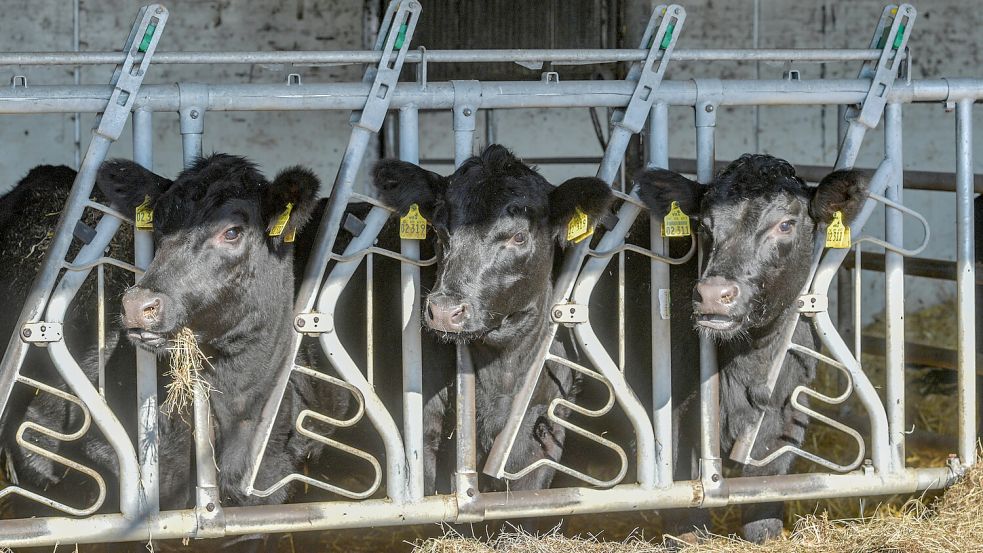 Um die Herausforderungen der Landwirtschaft soll es bei einer Podiumsdiskussion in Pewsum gehen. Foto: Ortgies/Archiv