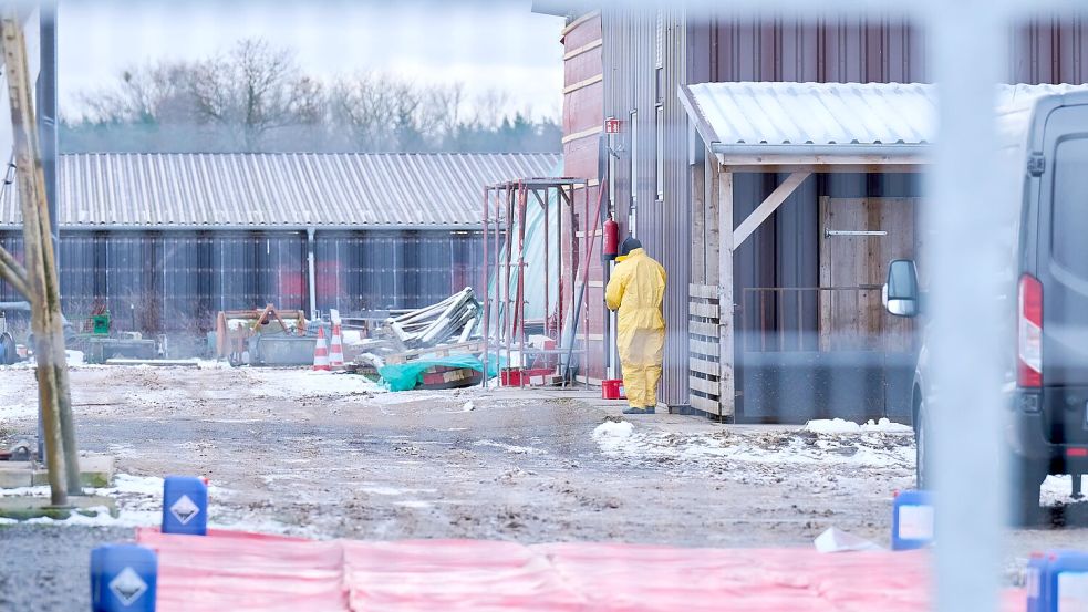 Nach dem Ausbruch der Maul- und Klauenseuche werden rund 200 Schweine innerhalb einer Sperrzone vorsorglich getötet. Foto: Annette Riedl/dpa