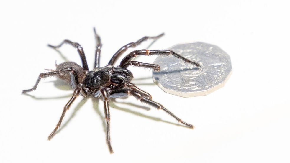 Die Exemplare aus Newcastle sind riesig. Foto: Caitlin Vine/Australian Reptile Park/dpa