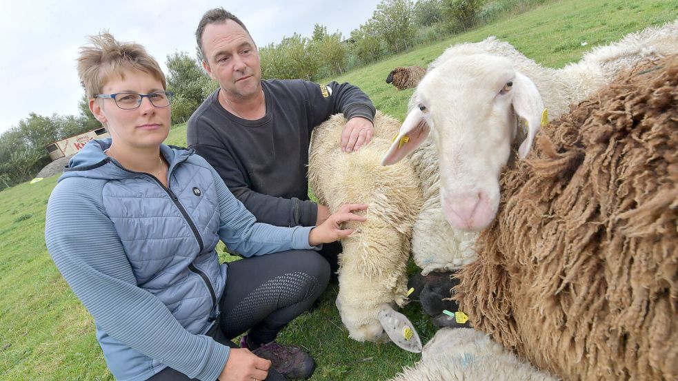 Anne und Dennis Bonsemeyer aus Petkum machen sich erneut Sorgen um ihre Schafe. Foto: Archiv/Ortgies