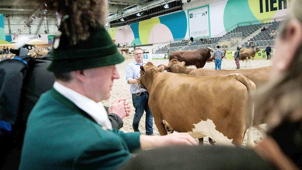 Paarhufer wie Rinder, Schweine, Schafe oder Alpakas wird es auf der Grünen Woche in diesem Jahr nicht zu sehen geben. (Archivbild) Foto: Carsten Koall/dpa