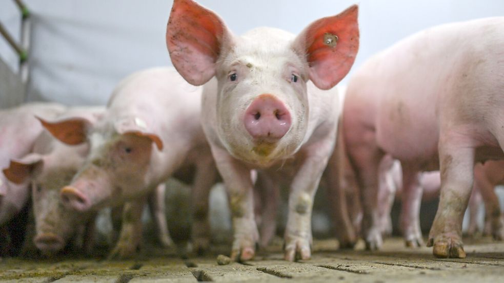 Der Preis für Schweinefleisch ist an der Theke gestiegen, bei den Bauern kommt davon aber nichts an. Foto: dpa/ Lars Penning