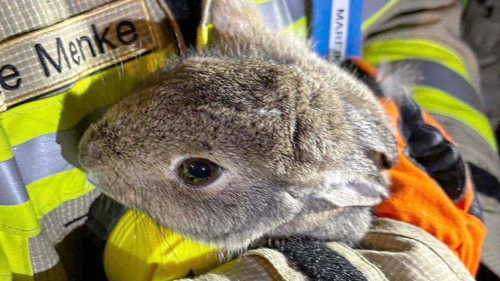 Das Kaninchen wurde befreit und im Anschluss wieder freigelassen. Foto: Feuerwehr