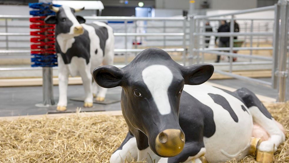 Wegen eines Falls von Maul- und Klauenseuche in Brandenburg waren etliche Tiere dieses Jahr nicht auf der Grünen Messe vertreten - oder eben nur als Attrappe. (Archivbild) Foto: Hannes P Albert/dpa