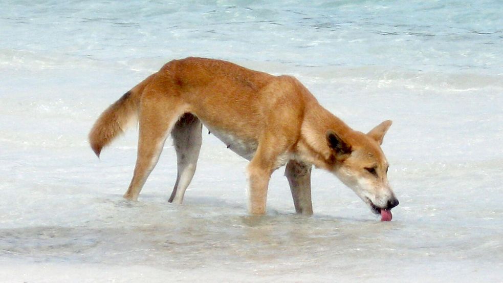 Die Dingos auf K’gari sind eine Attraktion - aber auch gefährlich. (Archivbild) Foto: Fraser Island Dingo Preservation/AAP/dpa