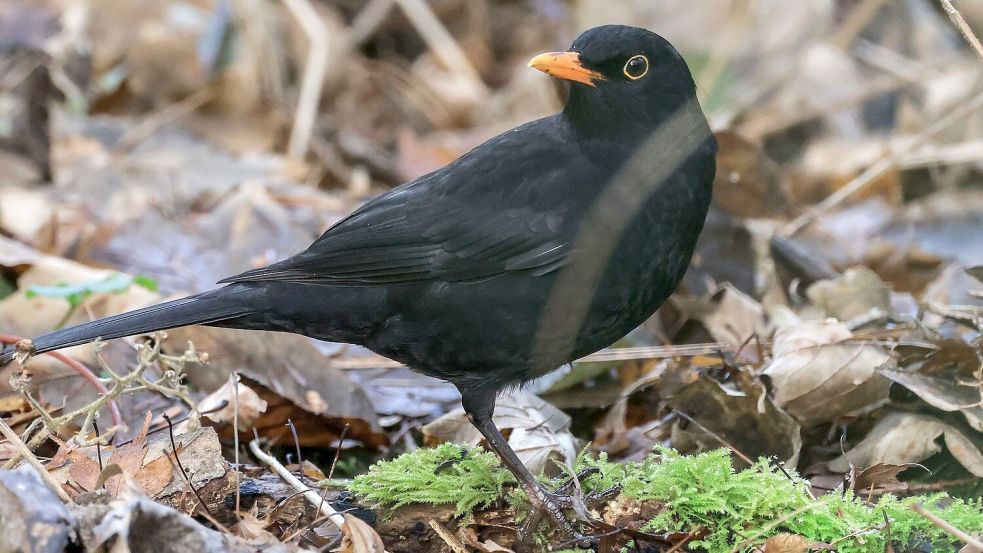 Die Amsel war bei der „Stunde der Wintervögel“ in diesem Jahr deutlich weniger zu sehen als noch im Vorjahr. (Archivbild) Foto: Oliver Berg/dpa