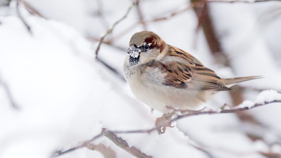 Der Haussperling ist der derzeit meist gesichtete Wintervogel in Deutschland, obwohl er dieses Jahr deutlich weniger gezählt wurde als 2024. (Archivbild) Foto: Julian Stratenschulte/dpa