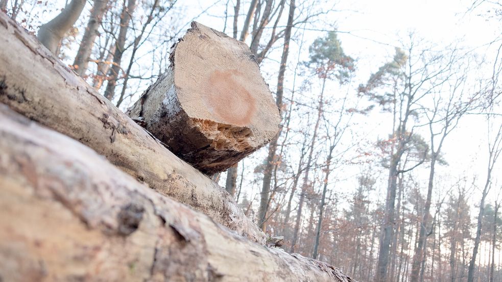 In der Krummhörn wurden einige Pappeln entlang von Wirtschaftswegen gefällt. Symbolbild: Bernd Weißbrod/dpa