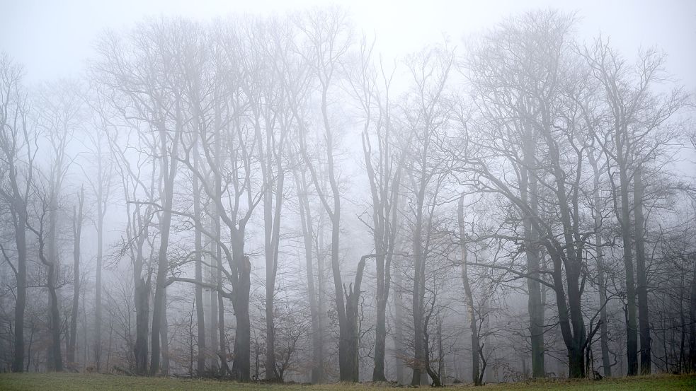 Der Nebel kommt zurück und wird es der Sonne wohl vor allem am Sonnabend schwer machen. Foto: Patrick Pleul/dpa