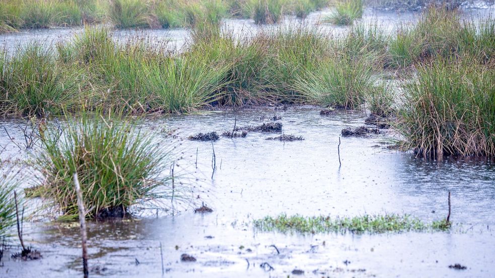 Moore sind nicht nur wichtige Wasserspeicher - sie spielen im Klimaschutz eine herausragende Rolle (Archivbild). Foto: Jens Büttner/dpa