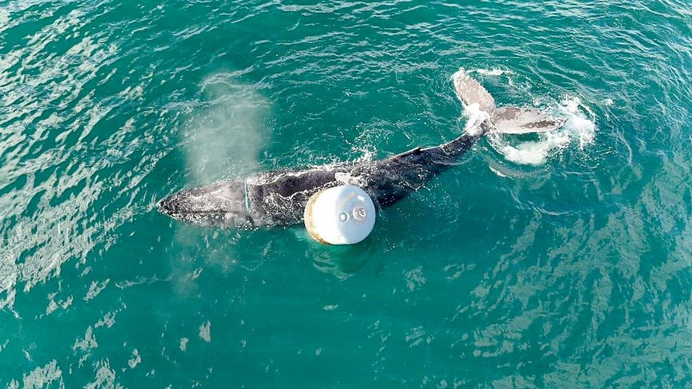 Die Notlage des Wals war am Donnerstagmorgen gemeldet worden. Foto: Anthony Rigell/British Divers Marine Life Rescue/PA Media/dpa