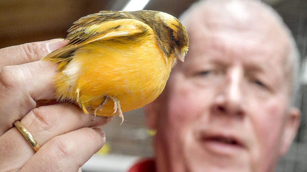 Offiziell befindet sich der Manslagter Peter Berendahls im Ruhestand. Für seine Vögel ist er trotzdem weiterhin viel unterwegs. Foto: Ortgies/Archiv