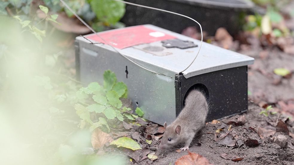 Eine Ratte krabbelt aus einer Ratte-Köderbox. Foto: Brandt/DPA