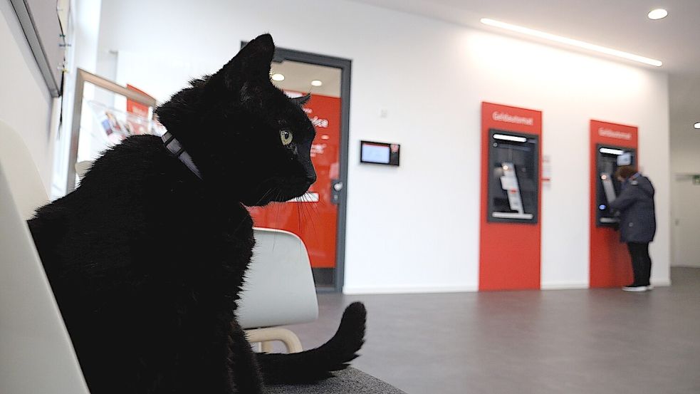 Kater Gorden genießt seinen Zweitwohnsitz in der Sparkasse. Foto: Hüneke/dpa