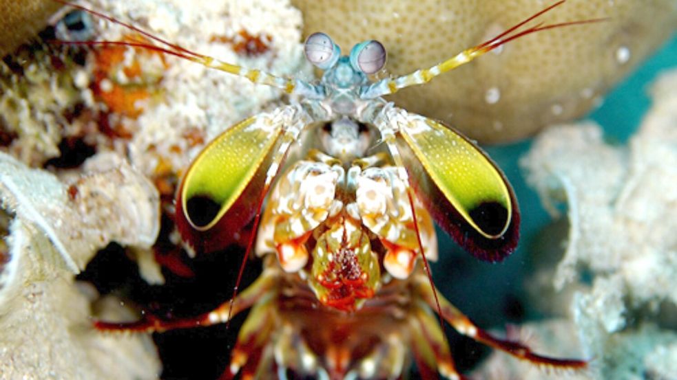 Mit ungeheurer Wucht zerschlagen Fangschreckenkrebse die Schalen von Schnecken und Muscheln oder töten Fische. Foto: Andy Law/Northwestern University/dpa