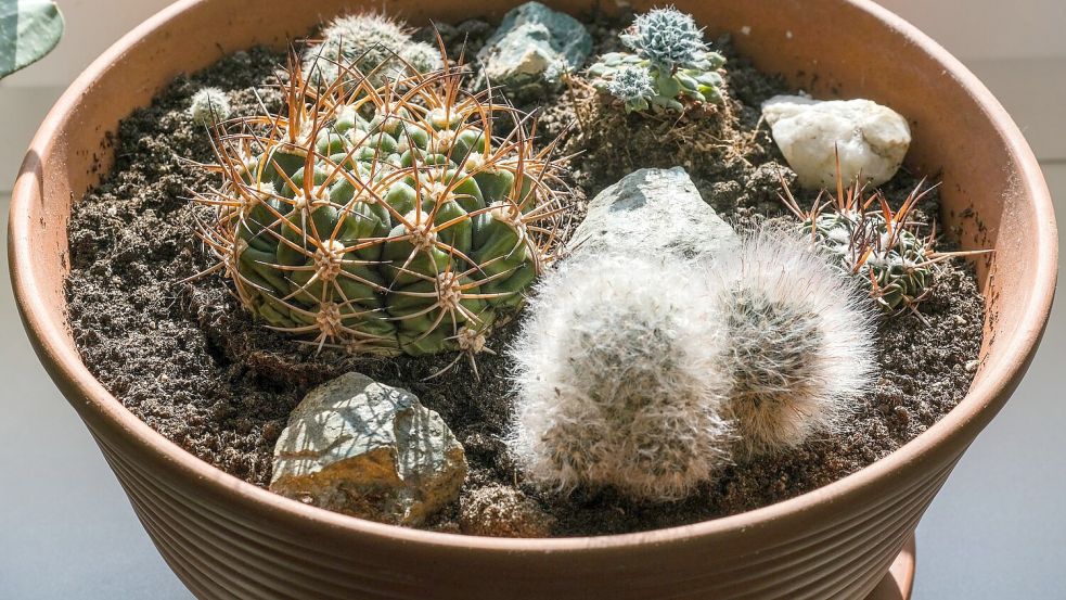 Viele Zimmerpflanzen kommen aus Ländern des globalen Südens - damit ist ihre Öko-Bilanz nicht wirklich besser als die von Schnittblumen. (Symbolbild) Foto: Jens Kalaene/dpa-Zentralbild/ZB