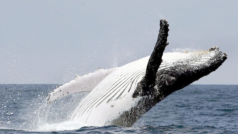 Buckelwale leben in allen Ozeanen der Welt. Normalerweise interessieren sie sich für Krill und Fische, nicht für Kajakfahrer. Foto: Jose Jacome/epa efe/dpa