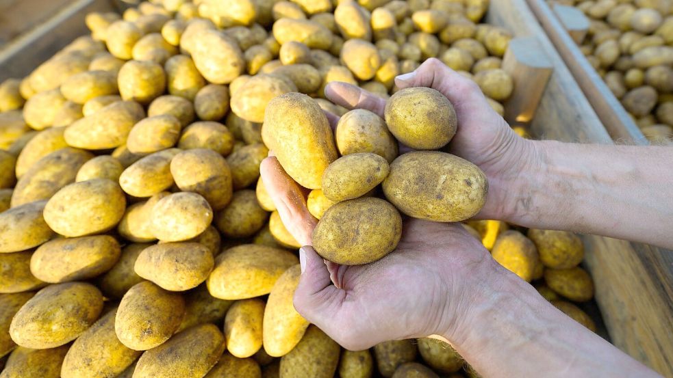 Werden sie mal Pommes, Püree oder Chips? Ein Landwirt hält frisch geerntete Kartoffeln der Sorte Lea in den Händen. (Foto: Archiv) Foto: Philipp Schulze/dpa