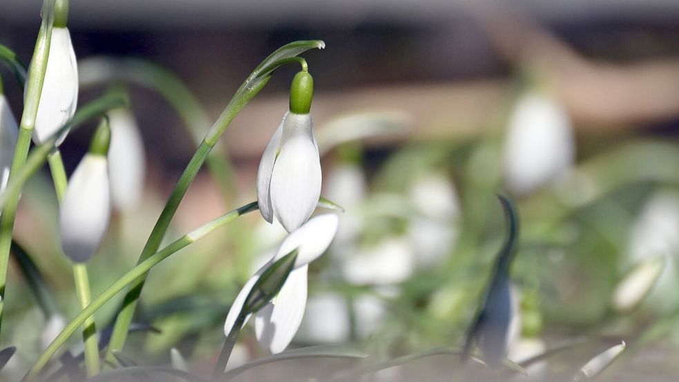 Schneeglöckchen blühen in einem Garten. Foto: Federico Gambarini/dpa