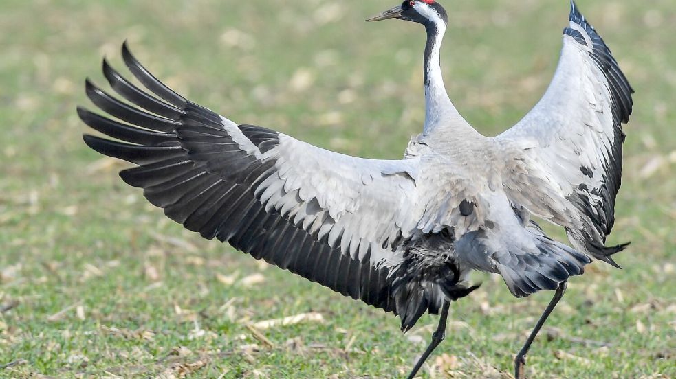 Ein Spektakel für Naturfreunde: Der Tanz der Kraniche Foto: Patrick Pleul/dpa