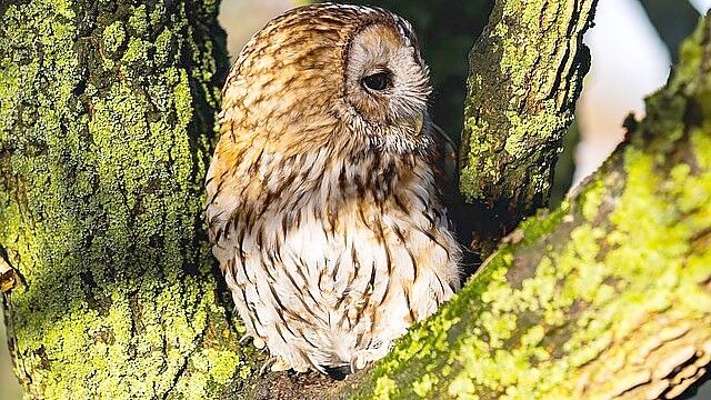 In Ihlow wird eine Nachtwanderung durch den Wald angeboten. Foto: pixabay