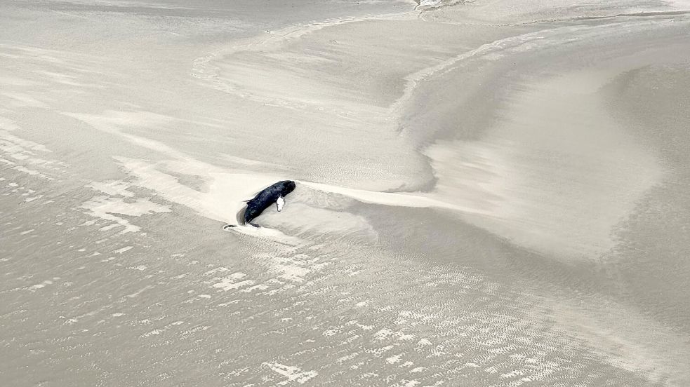 Die Luftaufnahme aus einem Hubschrauber zeigt einen schwarzen Wal im Sand liegend auf der Wattenmeerinsel Minsener Oog südöstlich der Insel Wangerooge. Foto: -/Citynewstv/dpa