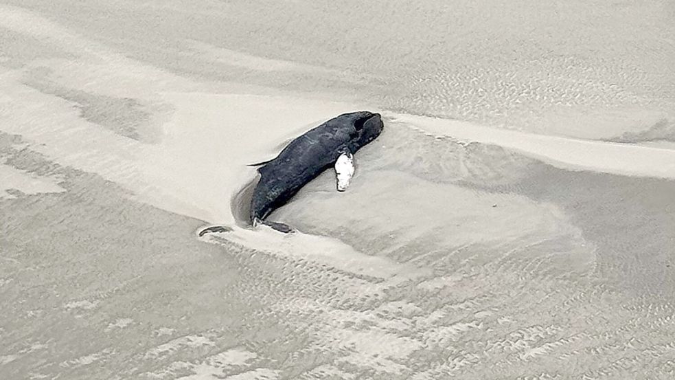 Experten des Nationalparks gehen anhand der Luftaufnahme davon aus, dass es sich bei dem Tier um einen toten Buckelwal handelt. Foto: -/Citynewstv/dpa