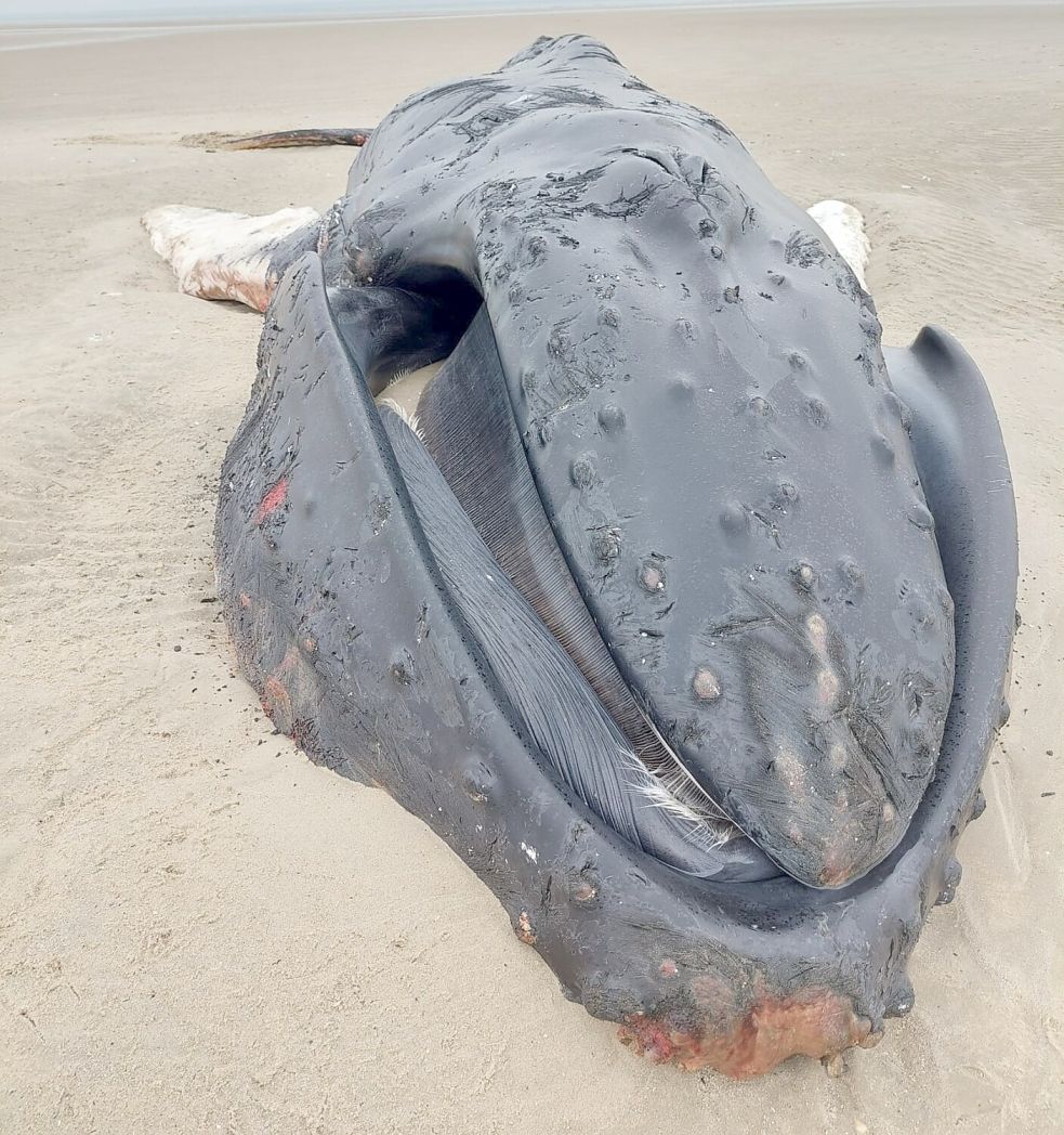 Der gestrandete Buckelwal auf Minsener Oog. Foto: Florian Packmor / NLPV