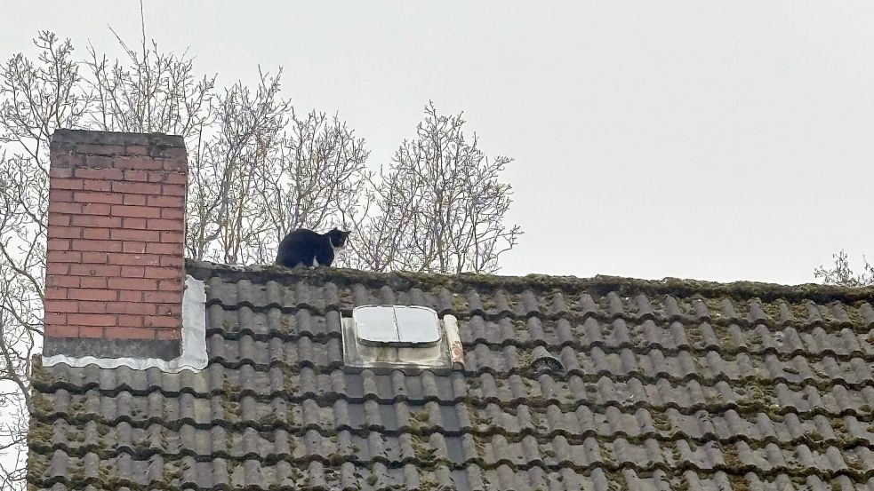 Die Katze saß auf dem Dach eines Hauses an der Thüringer Straße. Foto: Feuerwehr