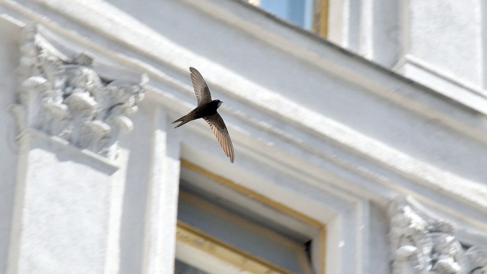 Ein Mauersegler fliegt vor einem Haus. (Archivbild) Foto: -/Ukrinform/dpa