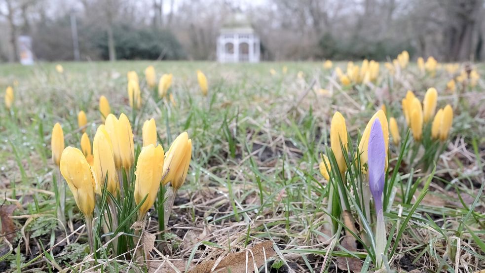 Der Frühling ist da: Die Krokusse blühen und die Temperaturen steigen an. Foto: dpa/Sebastian Willnow