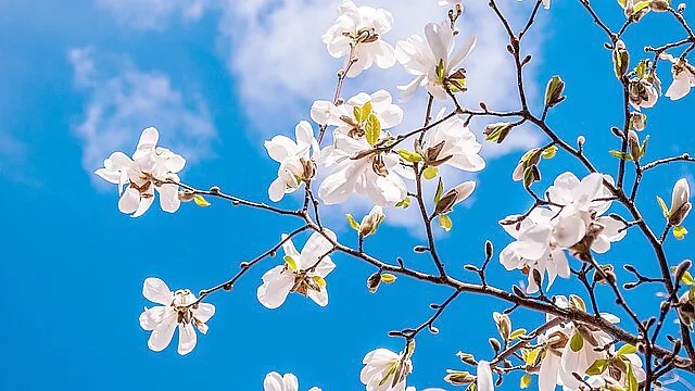 Blauer Himmel und Sonnenschein. Ostfriesland erwartet ein frühlingshaftes Wochenende. Symbolfoto: pixabay