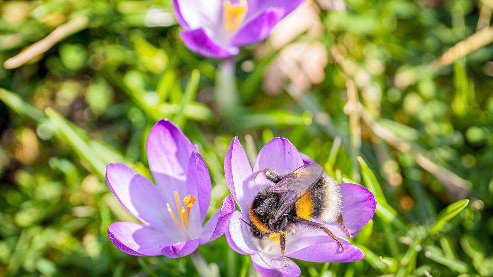 Das Wochenende bringt milde Temperaturen und viel Sonnenschein. Foto: Andreas Arnold/dpa