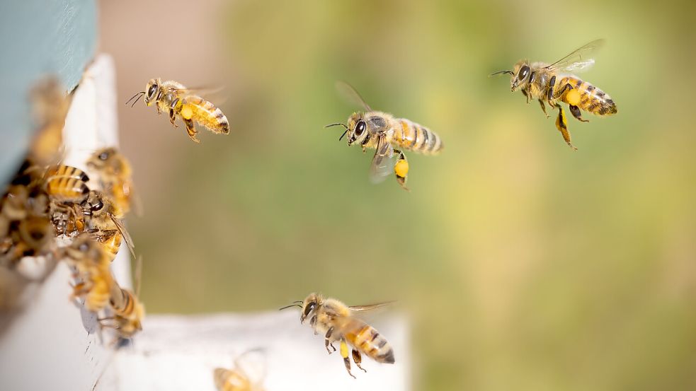 Am Donnerstagvormittag wurden in Rhauderfehn zwei Bienenstöcke entwendet. Symbolbild Pixabay