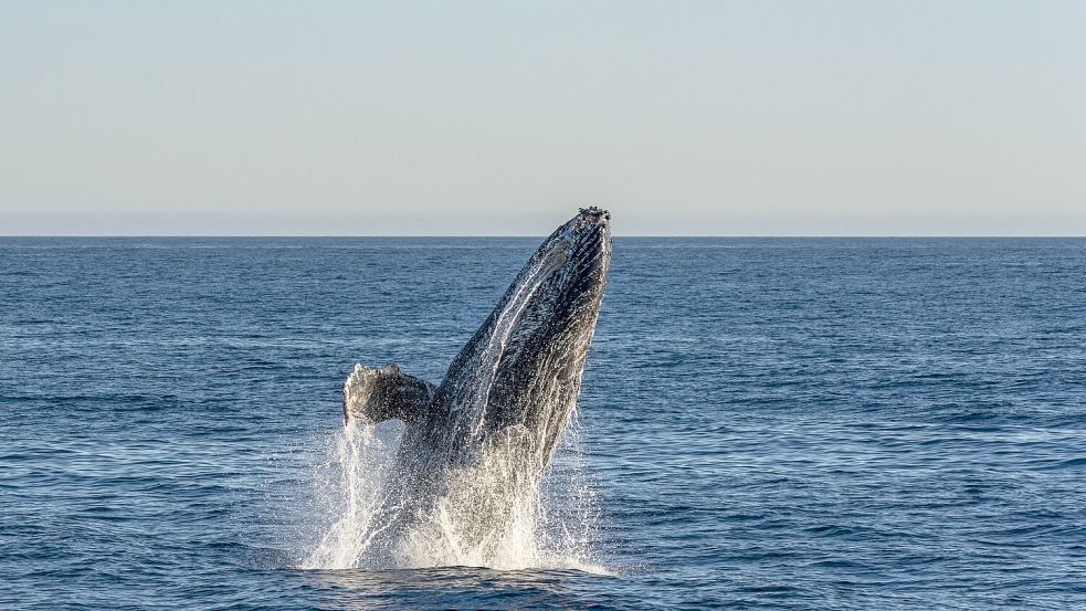 Buckelwale ernähren sich sowohl von Krill als auch von kleinen Schwarmfischen wie Sardellen. Die Verfügbarkeit von Nahrung hängt wohl mit der Häufigkeit von Gesängen zusammen. Foto: IMAGO/Torsten Velden