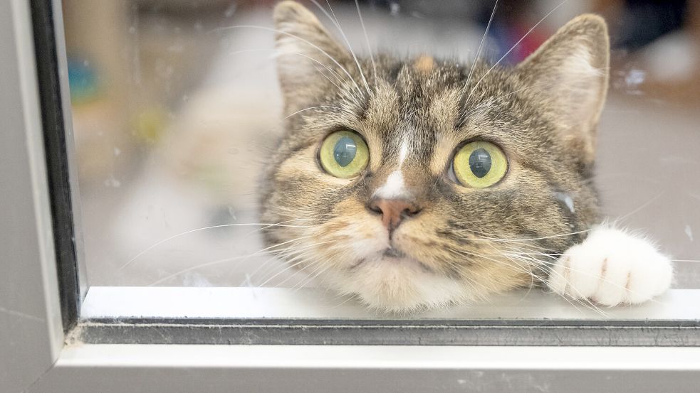 Die verwahrlosten Katzen sind im Tierheim untergekommen. Symbolfoto: Roessler/dpa